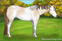 Horse Color:Gray White Spotted Perlino Dun Sabino