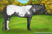 Horse Color:Black Appaloosa Rabicano