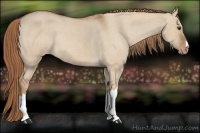 Horse Color:Red Dun Appaloosa Rabicano 