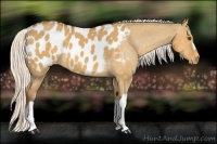 Horse Color:Silver Buckskin Dun Appaloosa 