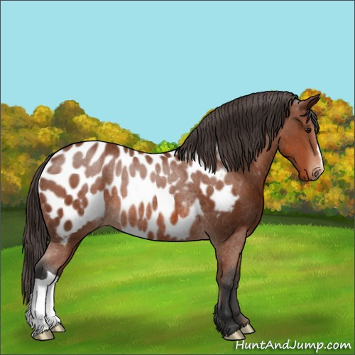 Horse Color:Bay Appaloosa Rabicano 