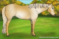 Horse Color:Gray Palomino 