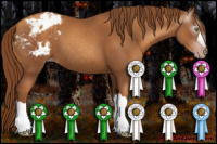 Horse Color:Gray Gold Champagne Appaloosa 