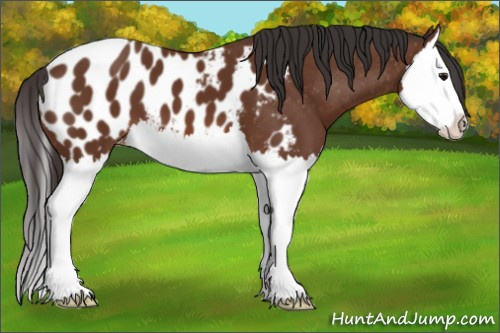 Horse Color: Bay Splash Blanket 