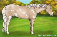 Horse Color:White Spotted Chocolate Palomino Pearl Sabino