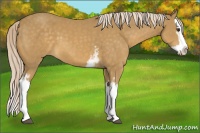 Horse Color:White Spotted Palomino Splash 