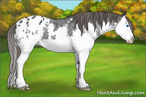 Horse Color: Black Splash Blanket 
