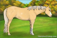 Horse Color:Palomino 