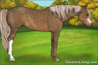 Horse Color:Chocolate Palomino 