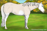 Horse Color:Silver Perlino Sabino Splash 