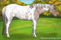 Horse Color:Classic Champagne Roan Tobiano Appaloosa 