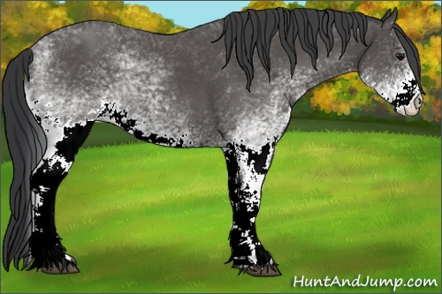 Horse Color: White Spotted Black 
