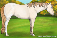 Horse Color:White Spotted Buckskin Pearl Dun