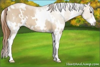 Horse Color:White Spotted Red Dun Sabino 