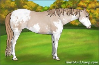 Horse Color:Black Pearl Splash Appaloosa 