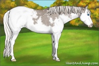 Horse Color:Silver Grullo Splash Appaloosa 