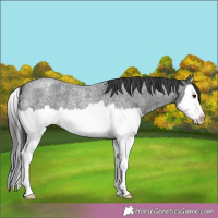 Horse Color:Blue Roan Splash Appaloosa 