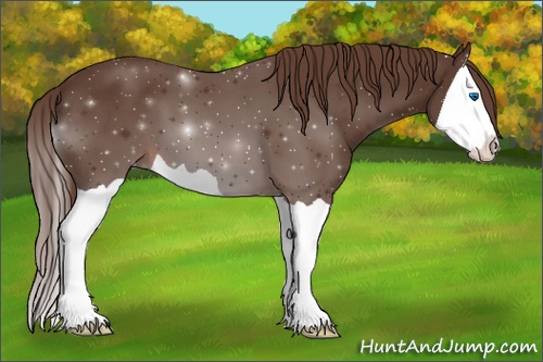 Horse Color: Liver Chestnut Splash 