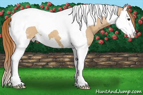 Horse Color: Red Dun Splash Tobiano 
