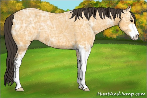 Horse Color: Buckskin Ice Sabino 