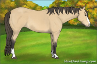 Horse Color:Buckskin Sabino