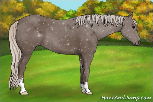 Horse Color: Silver Black Sabino 