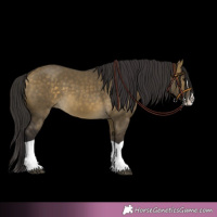 Horse Color:Buckskin Dun Splash 