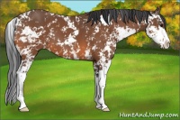 Horse Color:Bay Sabino 