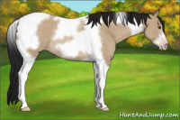 Horse Color:Gray Classic Champagne Dun Tobiano Frame Rabicano 