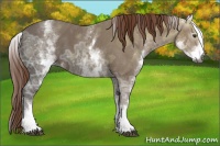 Horse Color:Gray White Spotted Chestnut Ice 