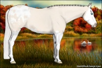 Horse Color:Cremello Splash Appaloosa 