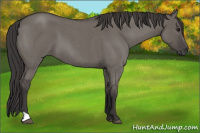 Horse Color:Smoky Grullo Roan 
