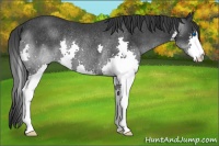 Horse Color:Black Splash Rabicano 