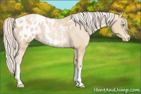 Horse Color:Palomino Pearl Appaloosa 