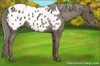Horse Color:Chocolate Palomino Mushroom Blanket 