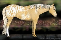 Horse Color:Gray White Spotted Palomino Blanket 