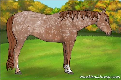 Horse Color: Chestnut Ice Sabino 