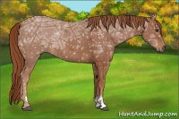 Horse Color:Chestnut Ice Sabino 