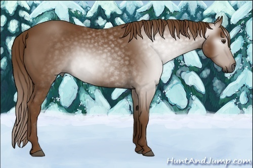 Horse Color:Gray Chestnut