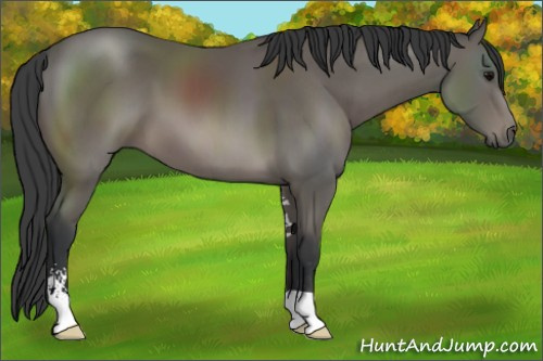 Horse Color: Brown Sabino 