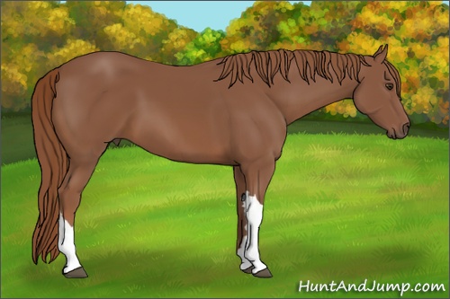 Horse Color: Chestnut 