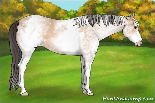 Horse Color: White Spotted Amber Champagne Sabino 