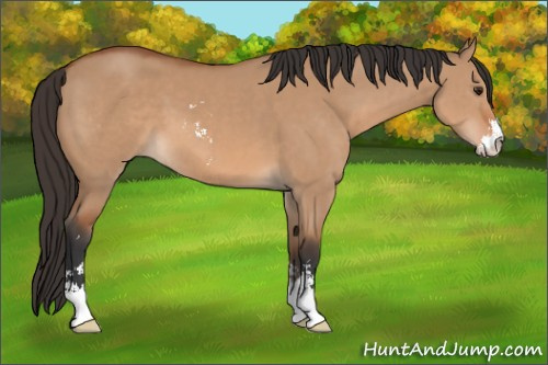 Horse Color: Bay Dun Sabino 
