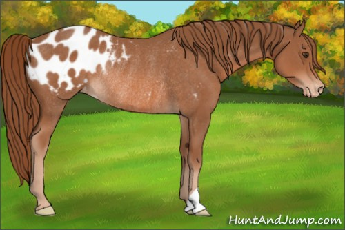 Horse Color: Chestnut Blanket Rabicano 