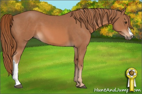 Horse Color: Chestnut 