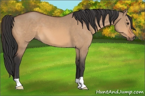 Horse Color: Bay Dun 