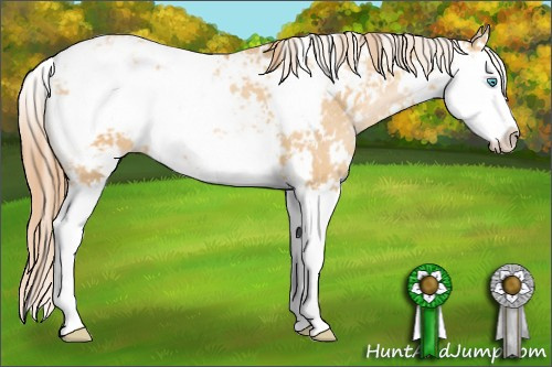 Horse Color: Buckskin Pearl Sabino Splash 