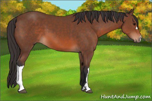 Horse Color: Bay 