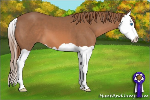 Horse Color: Chestnut Splash 
