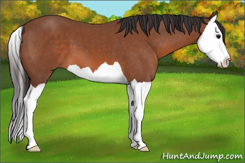 Horse Color: Bay Splash 